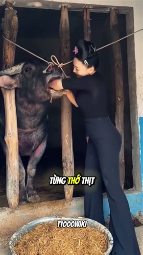 Top 3 Most "Fattened" Animals in the World: The #1 Gains Faster Than a Bodybuilder! 😱