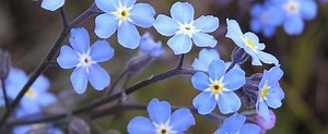 Myosotis - Alchetron, The Free Social Encyclopedia