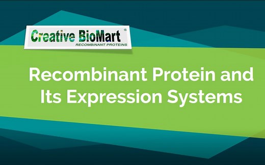 Eukaryotic Translation (Protein Synthesis), Animation.
