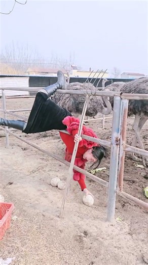 How much does an ostrich seedling cost Ostrich breeding technology record my