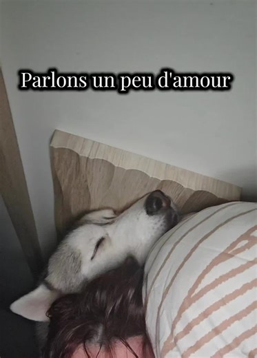Parlons un peu d'Amour aujourd'hui 🤍🐾 #dog #husky #calin #dogs #huskylife
