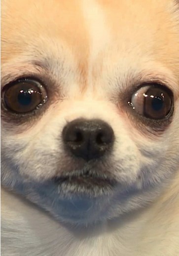 Discover the Mighty Chihuahua: National Dog Show Highlights