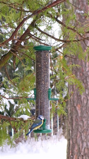 Korraliku toiduga tulevad korralikud linnud 🐦 Talvine aialinnuvaatlus (23.–25. jaan) on ideaalne aeg teha linnulaud eriti ahvatlevaks – pane Horticomi linnutoit välja ja vaata, kes esimesena kohale lendab 👀 https://horticom.ee/e-pood/tootekategooria/aiakaubad/lindude-toitmine-ja-pesakastid/ #horticom #linnud #eesti #talv #loodus | Horticom