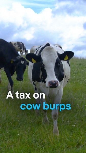 Denmark to introduce tax on burping cows