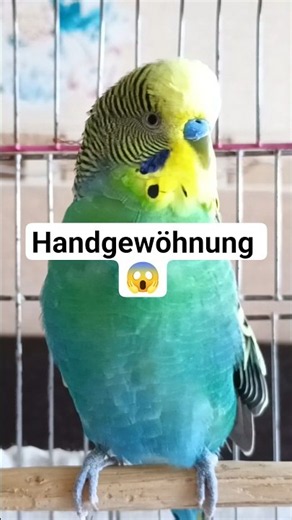 🐦🎶 „Handzahm werden – Geräusche zur Gewöhnung an die Hand“ #wellensittich #vogel #birds #budgies