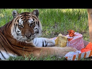 Tiger Birthday!