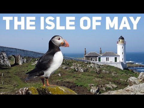 Island adventures and puffin spotting on the magnificent Isle of May on the Firth of Forth, Scotland