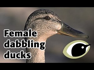 BTO Bird ID - female dabbling ducks