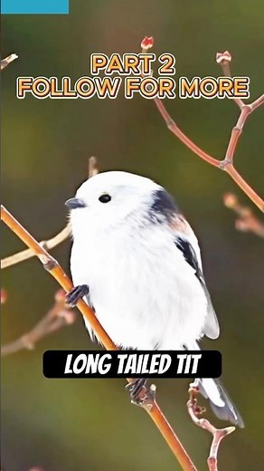 The World’s Cutest Bird? Meet the Fluffy Long-tailed Tit | Part two