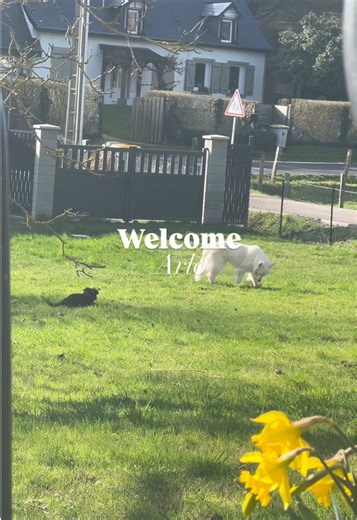 Ça fait 5 jours qu’Arlo est arrivé ! 😍 5 jours d’amour. 5 jours de chaos. 5 jours à se demander pourquoi on a des chaussures, puisqu’il préfère nos pieds. Arlo, lui, est ravi. Il vit chaque journée comme si tout lui appartenait. La maison, le canapé, nos jambes, notre patience. Jinny garde ses distances. Elle observe de loin, comme si elle attendait qu’on lui explique pourquoi on a ajouté… ça. Agathe fait pareil. Mais avec ce regard très spécifique qui te fait comprendre que tu l’as personnelle