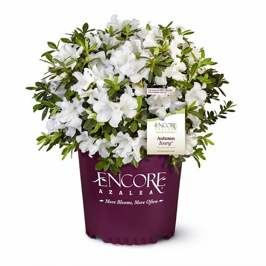 Reviews for ENCORE AZALEA 2 Gal. Autumn Ivory Dwarf Azalea Shrub with Reblooming White Flowers - Low-Maintenance Small Evergreen Bush | Pg 5 - The Home Depot