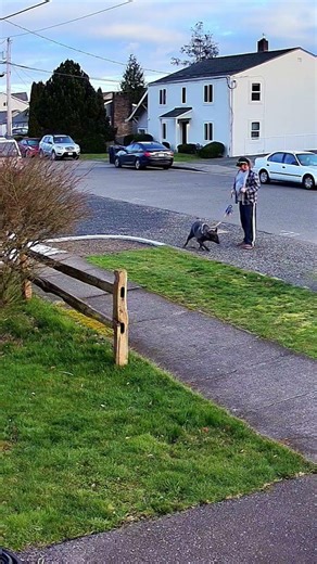 Gross disgusting dog taking a dump in the road in Lynden WA