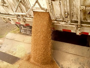 Wheat School: Seed test for dormancy and vigour after a drought year