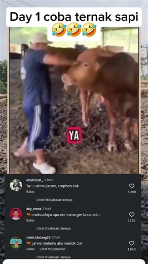 Day 1 coba ternak sapi🤣🤣🤣🤣🤣 #memehelikopter #funny #memecringe