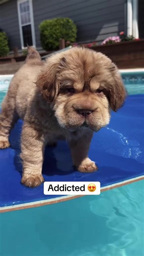 Mini hippo dog #puppy #sharpei #dogsoftiktokviral #mixbreed