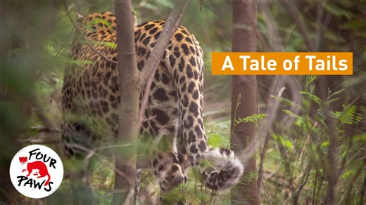 Have you ever wondered why big cats like lions, tigers, leopards, and cheetahs have such amazing tails? 😻🐾 Their tails aren’t just for show - they actually play crucial roles in the daily lives of these wild animals! Big cats use their tails to maintain balance while navigating through their habitats. Climbing a tree, stalking prey, or making sharp turns during a chase – their tails plat important roles in all of these activities 🐆🌳 Tails are also essential for big cat communication. They us