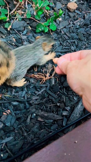 Helping #Wally with his cache-ing practice. He’s doing SO well :) trying to keep him wild and nurture his foraging/cache/climbing/nesting skills and had to stop him following me up the stairs today and then sneak away when he couldn’t see me 😂 #squirrel #squirreldad | Kevin Stea