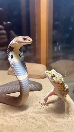 Cobra tries to defend itself by producing some venom to the chameleon, were you expecting this impact of swelling of the chameleon?