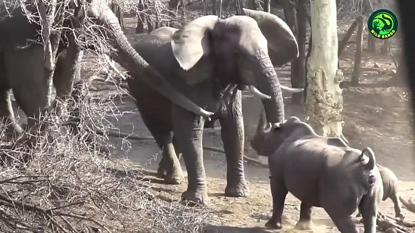 17 Most Merciless Battles Between Wild Animals