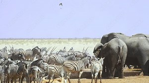 Herd Of Zebras And African Bush Elephants In Game Reserve With Dust. Etosha National Park In Namibia. wide