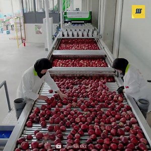 89K views · 1.8K reactions | Apple Sorting and Packaging Line Working Process Inside The Factory | Mechanical Mind | Facebook