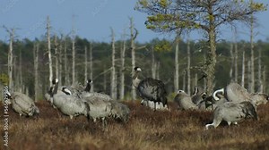 A group of cranes Grus grus feeds and rests in the marsh during spring migration. Swamp in spring in the sunset lights. Dead trees in the background. High quality FullHD ProRes footage