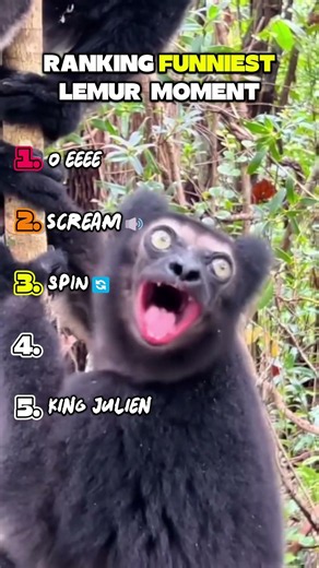 🐒😂 Ranking the Funniest Lemur Moments Ever! #lemur #animals