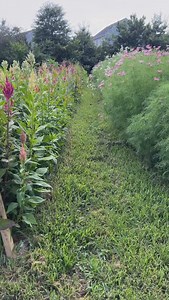 4.2K views · 513 reactions | Have you grabbed my free webinar on avoiding flower farming mistakes? Comment MISTAKES and I’ll DM the link to request it. Summer flowers are just the best… #gardenersworkshopfarm | The Gardener's Workshop | Facebook