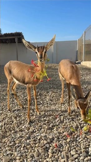 The wives of Dubai's sheikhs are crazy about Deer meat#shortvideo