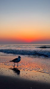 💫 Rise and shine, it’s Friday vibes at Surfside Beach, SC! 🌅 Watch the sun kick off the weekend in style – you won’t want to miss this! Hit that follow button for more coastal magic. #sunrisebeauty #SurfsideBeachSC #weekendready #beachmoments | Always Sunny In Surfside