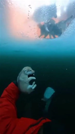 I Fell Through Ice… Wolves Saved Me 🐺❄️ #shorts