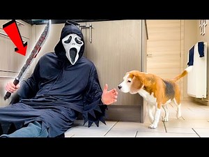 Cute Puppy vs Ghostface PRANK -