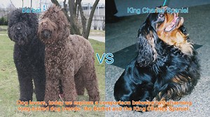 Barbet vs. King Charles Spaniel: A Comparison of Charming Long-Haired Dog Breeds