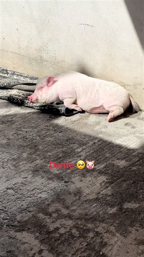 Te hubieras quedado pequeño tremendo Dante 🥺🐷🥰