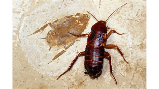 The “Cockroach” Portfolio: Why This 5-ETF Strategy Is Every Retiree’s Best Defense Against a 2026 Recession