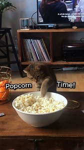 Movie night!! 🍿 QUICK CREDITS: Cat: unknown (dm for credit) Voice-Overs, Text, Sound Design and Color Correction: 👋🏻😊 . . Subscribe to my Youtube to support my channel 💜 Link is clickable in my bio 🐈 https://youtube.com/ManicPixieCatLady #catvoiceover #animalvoiceover #catvideo #catvideos #catsofinstagram #talkingcats #catstagram #funnycats #funnypets #funnyanimals #funnyvoices #cutevoiceover #cat #catcommentary #manicpixiecatlady #catmemes #trendingcats #catvoiceovers #animalvoiceovers | 