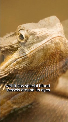 The Horned Lizard's Eye-POpping Defense Mechanism