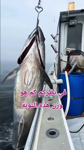 Fishing in Algeria: The Stubborn Tuna of the Algerian Coast....2026