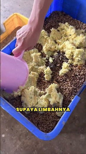 This is how to process organic waste