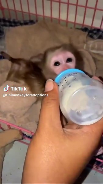 Free baby monkey for Adoptions (@tinimonkeyforadoptions)’s videos with original sound - Free baby monkey for Adoptions