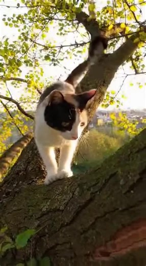 LittenOnTikTok (@the_official_litten_)’s videos with original sound - LittenOnTikTok