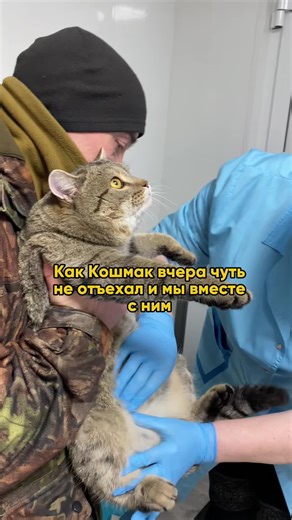 katya_v_derevne (@katya_v_derevne)’s videos with lemon tree - 安子阳