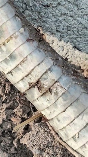 코브라가 개미집을 반쯤 건드리는 순간, 그의 최후는 바로 죽음이다! #산골 #snake #half-wild forest ants