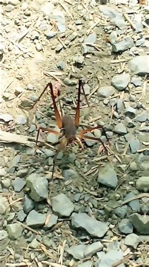 what is this ? Rhaphidophoridae ?