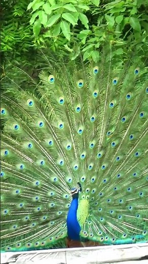 A Peacock Screaming very loudly on House #peacockdance #peacockvoice