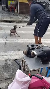 7.9K views · 10K reactions | Sauve un chien et il te le rendra au centuple ♥️#♥️ #凉 #pourvous #instagram | Jonathan Schmid | Facebook