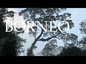 Danum Valley - Million Year old Rainforest - Borneo