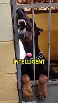 Doberman Pinscher | What NO ONE Tells You About The Ultimate Guard Dog (Temperament & Training)