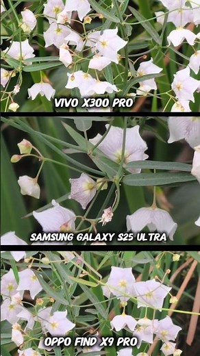 ViVO X300 Pro Vs Oppo Find X9 Pro Vs Samsung Galaxy S25 ultra Photography Test Camera zoom Testing