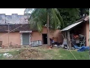 Coconut Tree Falling
